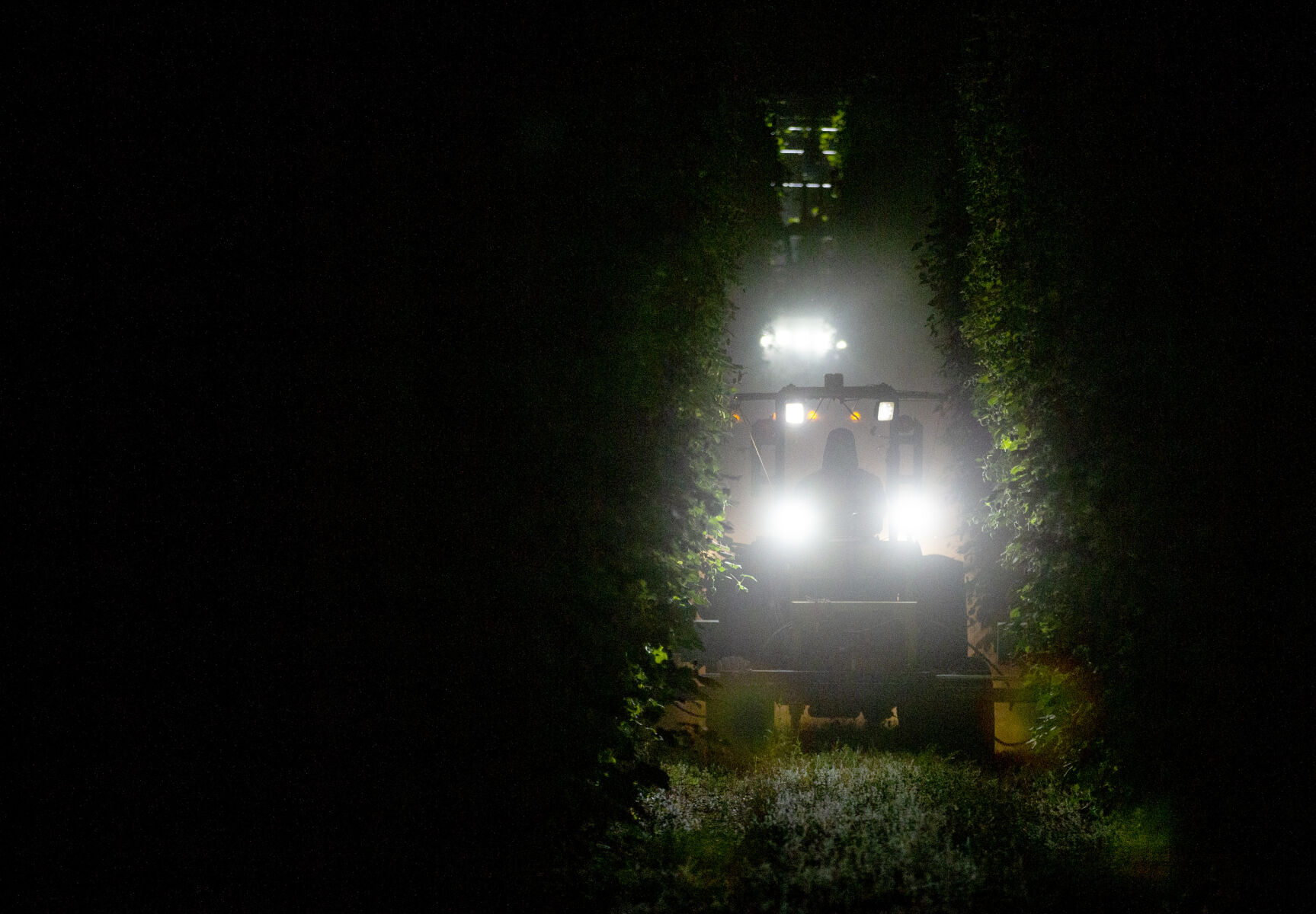 Night Hop Harvest at Morrier Ranch